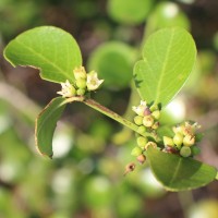 Scutia myrtina (Burm.f.) Kurz